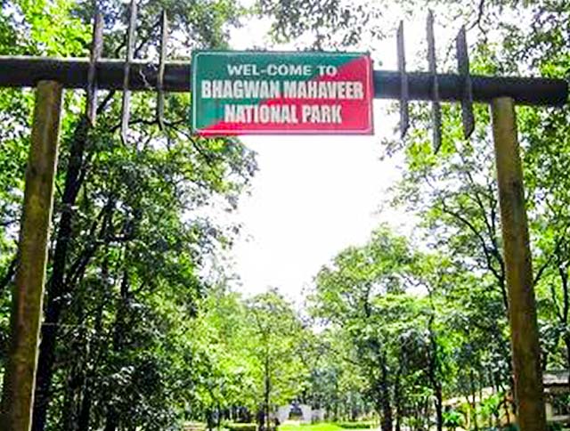 A scenic view of Bhagwan Mahavir Wildlife Sanctuary in Goa.