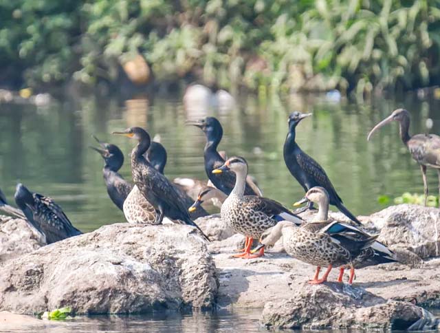A flock of colorful birds in Salim Ali Bird Sanctuary in Goa.